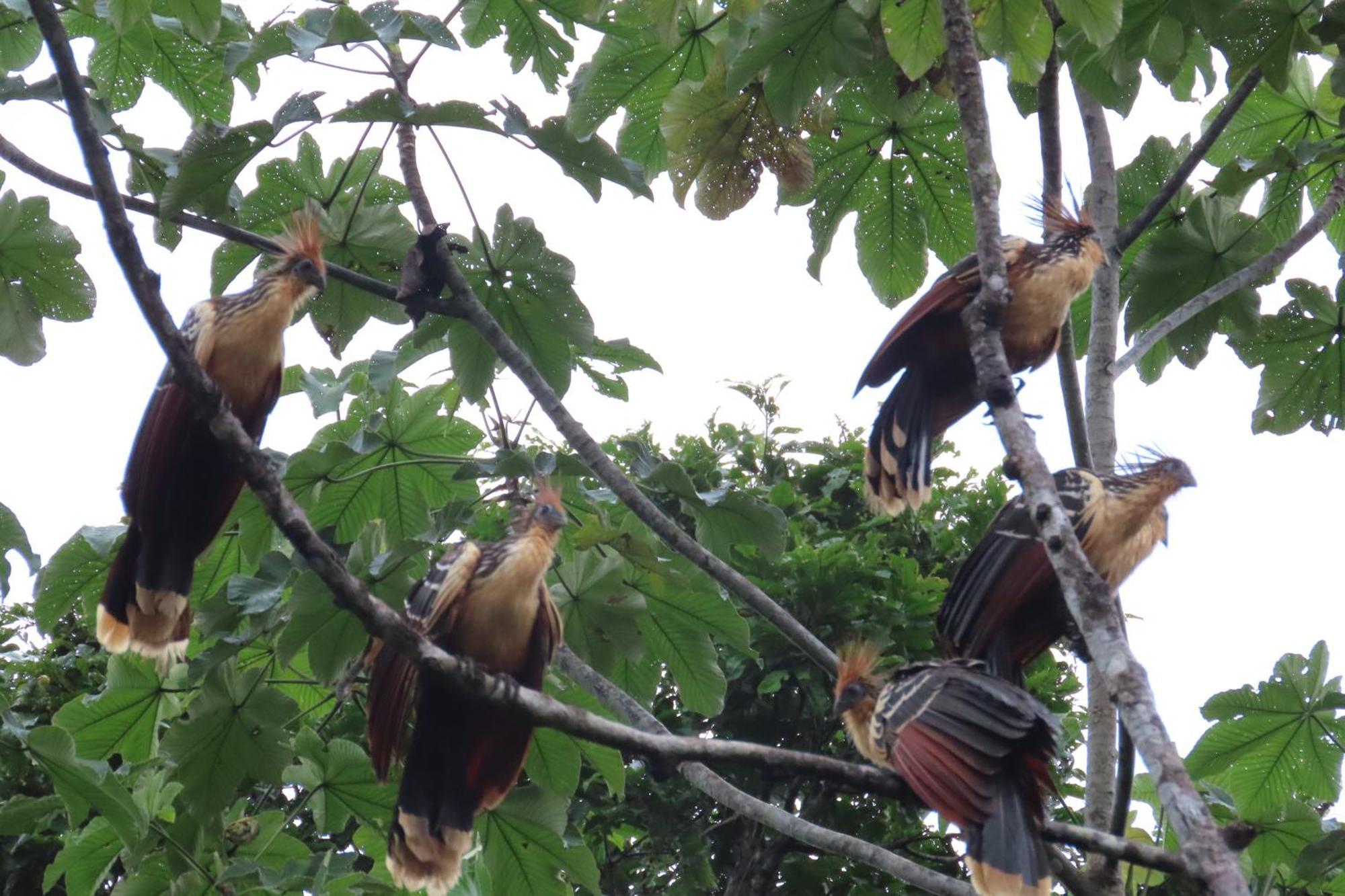 Hospedaje Y Tours Reina Arriera Amazonas Colombia Macedonia Esterno foto