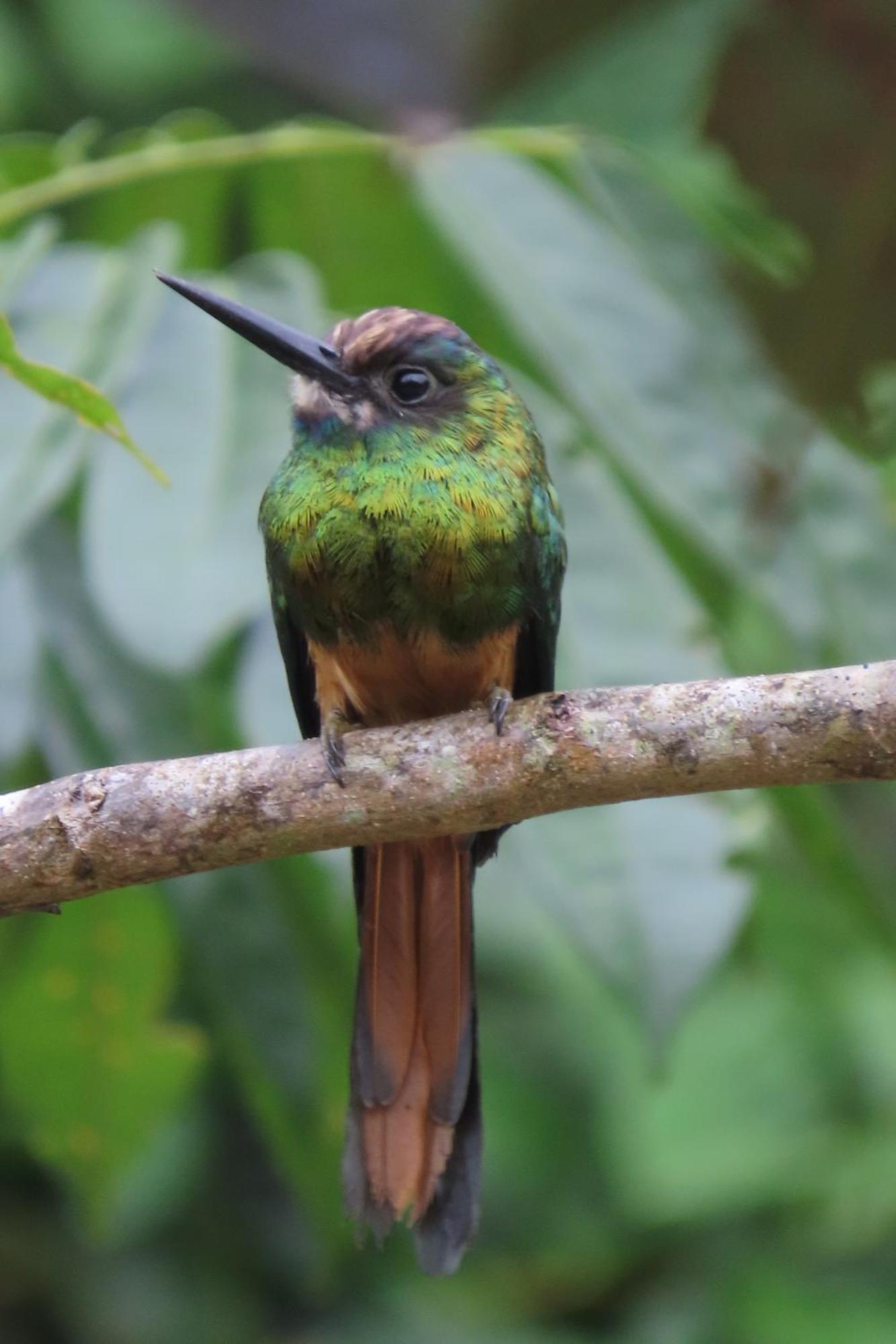 Hospedaje Y Tours Reina Arriera Amazonas Colombia Macedonia Esterno foto